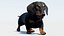 动画黑色腊肠犬 3D 模型毛皮