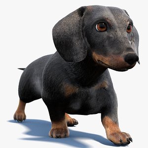 is the dachshund legal in iceland