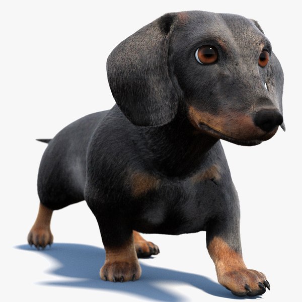 Animated Black Dachshund 3D Model Fur 3D model