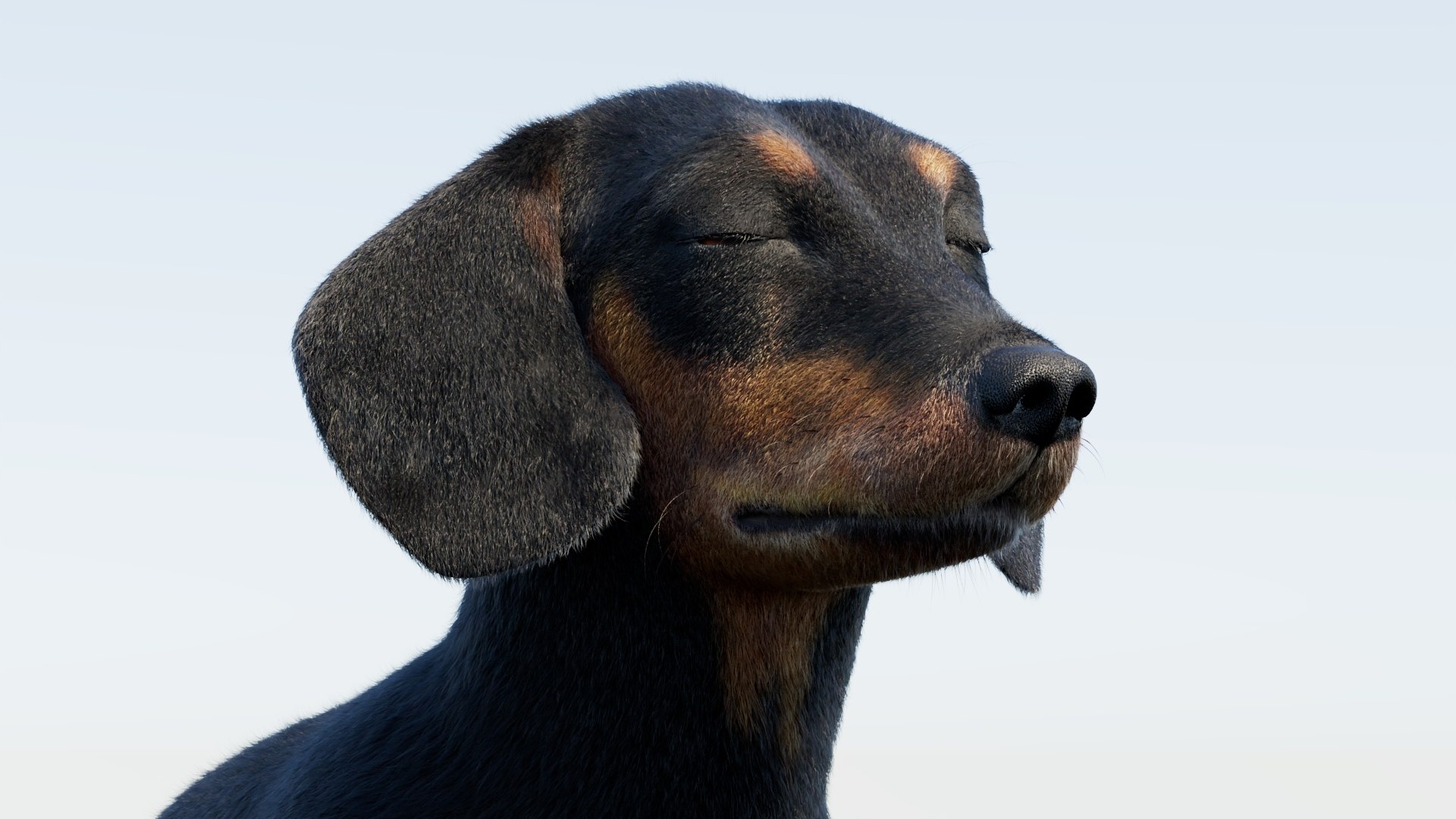 Animated Black Dachshund 3D Model Fur 3D model https://p.turbosquid.com/ts-thumb/Qt/Gu2q5X/Sn/animatedblackdachshunddog3dmodel11/jpg/1786193032/1920x1080/fit_q87/bac05b5e4d97fa72ce0cd91532e32655d51ba63f/animatedblackdachshunddog3dmodel11.jpg