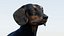 动画黑色腊肠犬 3D 模型毛皮