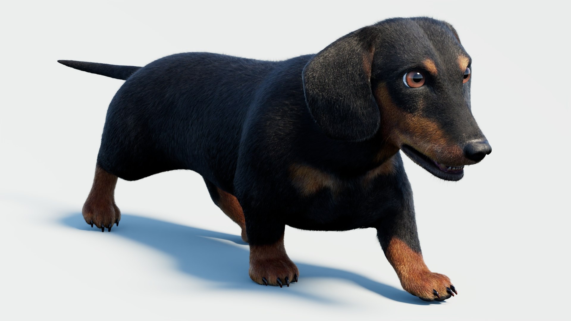 Animated Black Dachshund 3D Model Fur 3D model https://p.turbosquid.com/ts-thumb/Qt/Gu2q5X/bi/animatedblackdachshunddog3dmodel02_/jpg/1786193027/1920x1080/fit_q87/46e5baa9afbdfb9777708ab359d0cfc0869074ee/animatedblackdachshunddog3dmodel02_.jpg