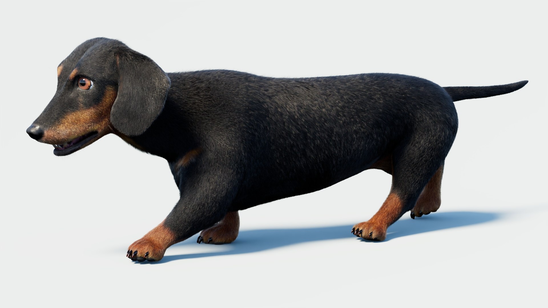 Animated Black Dachshund 3D Model Fur 3D model https://p.turbosquid.com/ts-thumb/Qt/Gu2q5X/bk/animatedblackdachshunddog3dmodel04/jpg/1786193028/1920x1080/fit_q87/b8bc152d7167920a4889e586d1c36d526bacec27/animatedblackdachshunddog3dmodel04.jpg