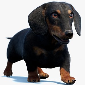 Animated Black Dachshund 3D Model Fur 3D model