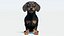 动画黑色腊肠犬 3D 模型毛皮