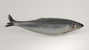 herring fish 3D model