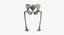 The Pelvis Bones