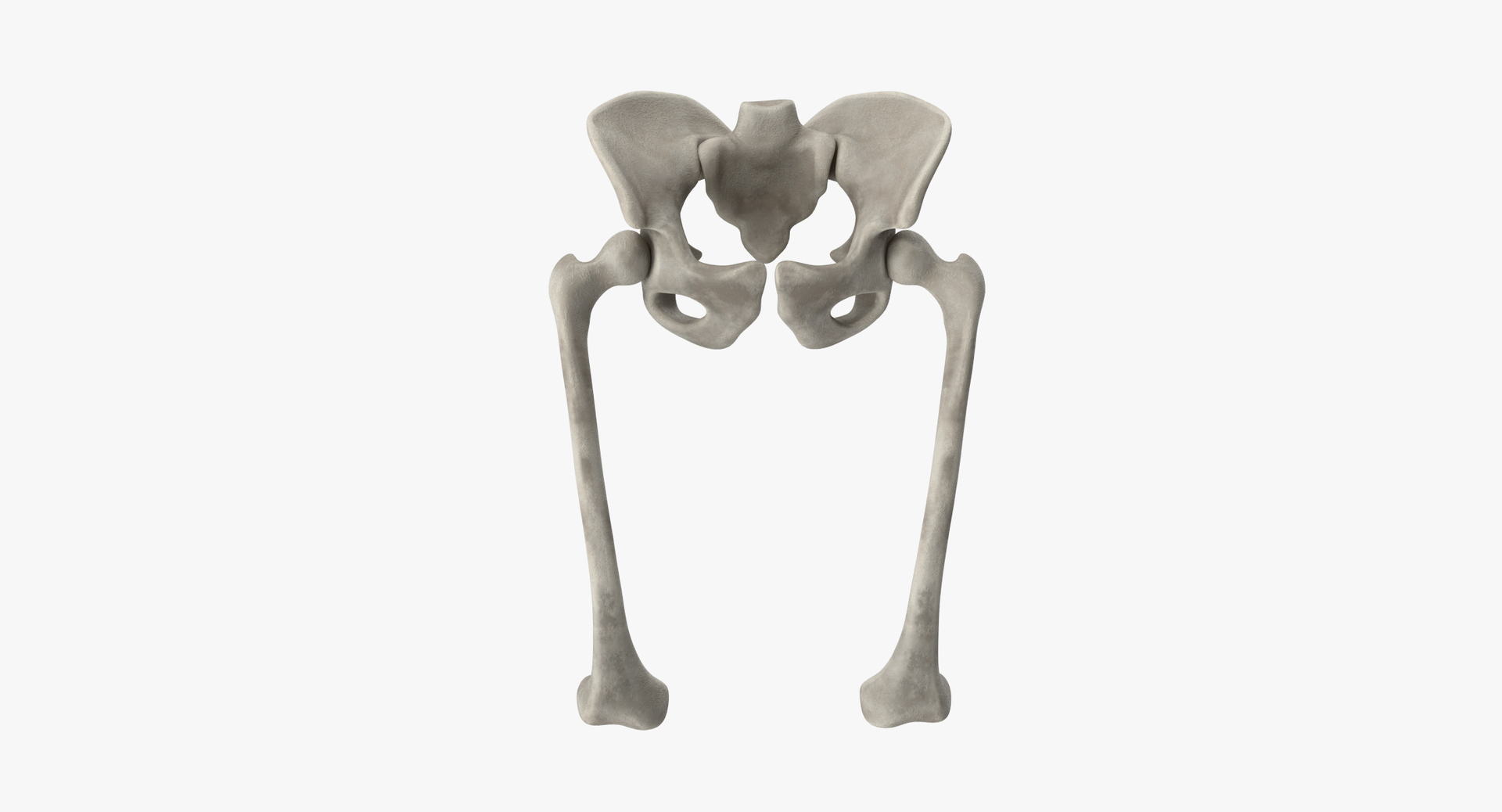 pelvis bones 3D model https://p.turbosquid.com/ts-thumb/Qt/TZhDJE/0p0ITfVa/pelvis360/jpg/1538596914/1920x1080/turn_fit_q99/30b9729b9343e0b0482138cab310ddc8e74cdd7f/pelvis360-1.jpg