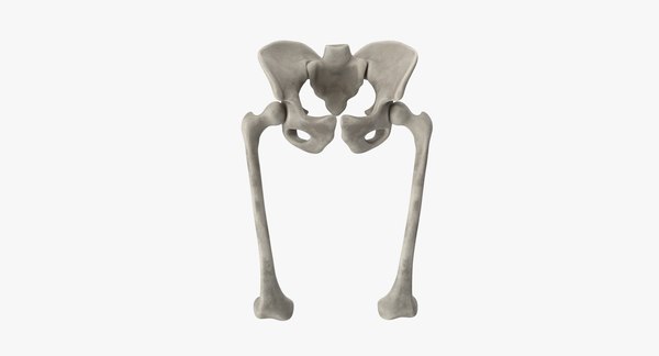 Pelvis bones 3D model - TurboSquid 1333372