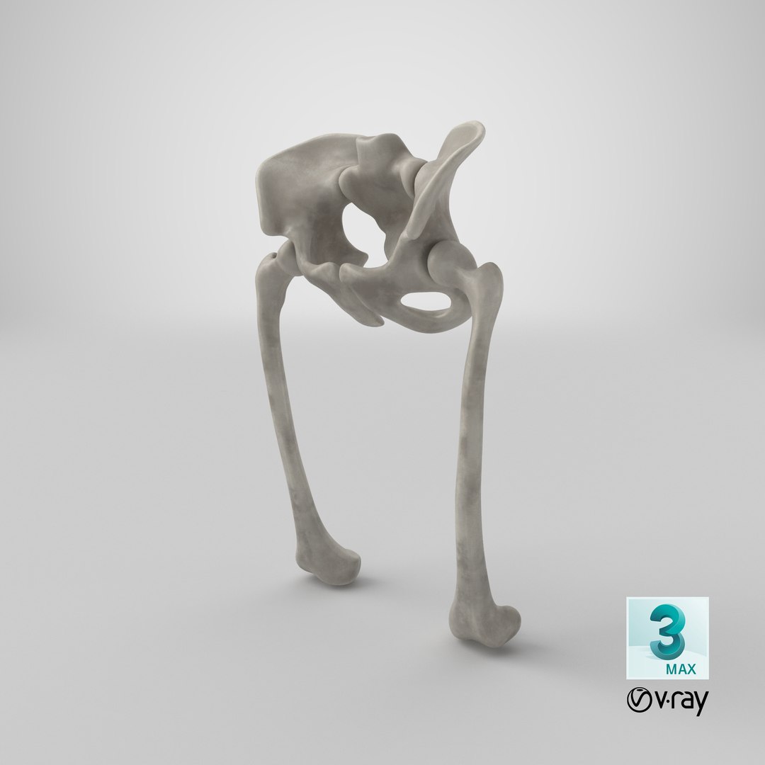 pelvis bones 3D model https://p.turbosquid.com/ts-thumb/Qt/TZhDJE/8i1eLuMV/stemcell_max_vray_render/png/1538761283/1920x1080/fit_q87/fbd3dbfd02a84ab75efacca43f5d1d9d96088e55/stemcell_max_vray_render.jpg