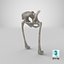 The Pelvis Bones