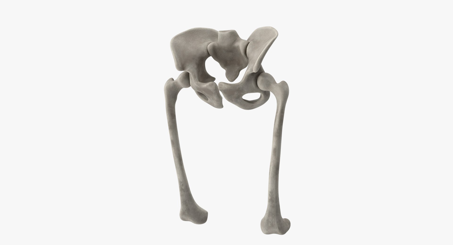 pelvis bones 3D model https://p.turbosquid.com/ts-thumb/Qt/TZhDJE/GGgmuBvW/pelvis0001/jpg/1538596806/1920x1080/fit_q87/5c17444fe8739784df2247391eb95a4f3687def5/pelvis0001.jpg