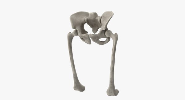 Pelvis bones 3D model - TurboSquid 1333372