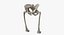 The Pelvis Bones