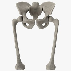 pelvis bones 3D model