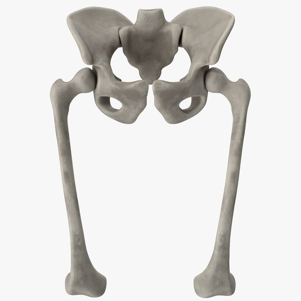 pelvis bones 3D model