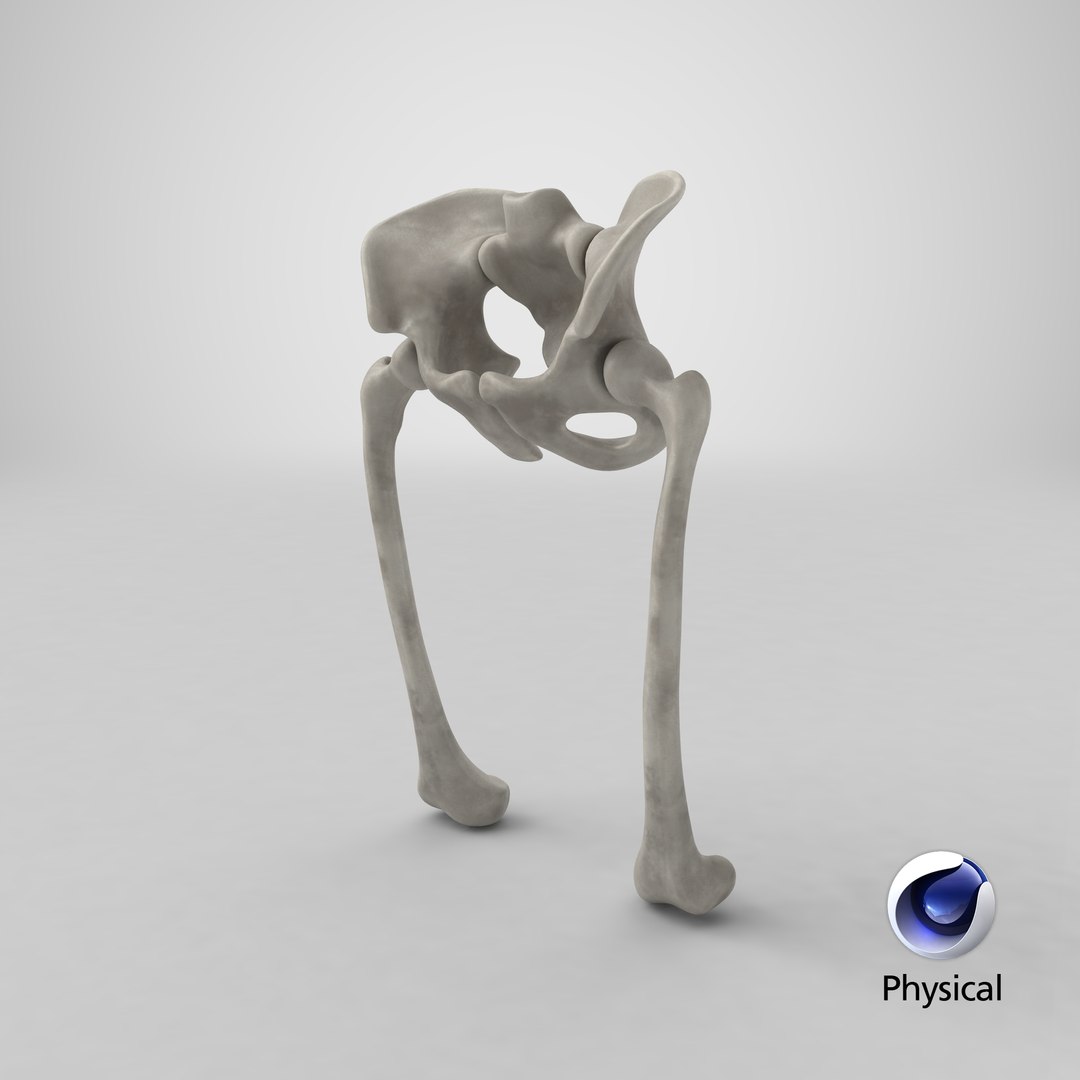 pelvis bones 3D model https://p.turbosquid.com/ts-thumb/Qt/TZhDJE/OGBZt5hL/stemcell_cinema_4d_physical_render/png/1538761292/1920x1080/fit_q87/aa11f786fdc38ef21237af0e11a1c08a00cf0000/stemcell_cinema_4d_physical_render.jpg