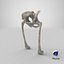 The Pelvis Bones