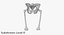 The Pelvis Bones