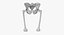 The Pelvis Bones