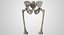 The Pelvis Bones