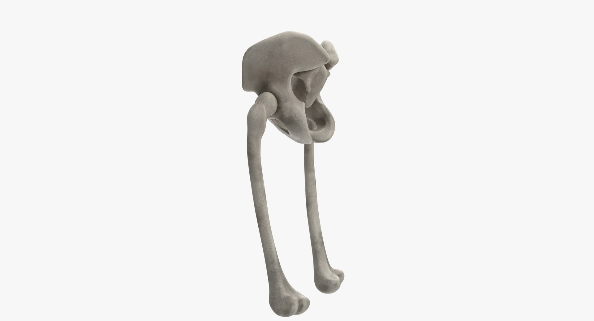 pelvis bones 3D model https://p.turbosquid.com/ts-thumb/Qt/TZhDJE/Wg2nuNfs/pelvis0002/jpg/1538596806/1920x1080/fit_q87/c776753f23af24197e4d94628fd10b2fd66250d5/pelvis0002.jpg
