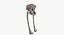 The Pelvis Bones