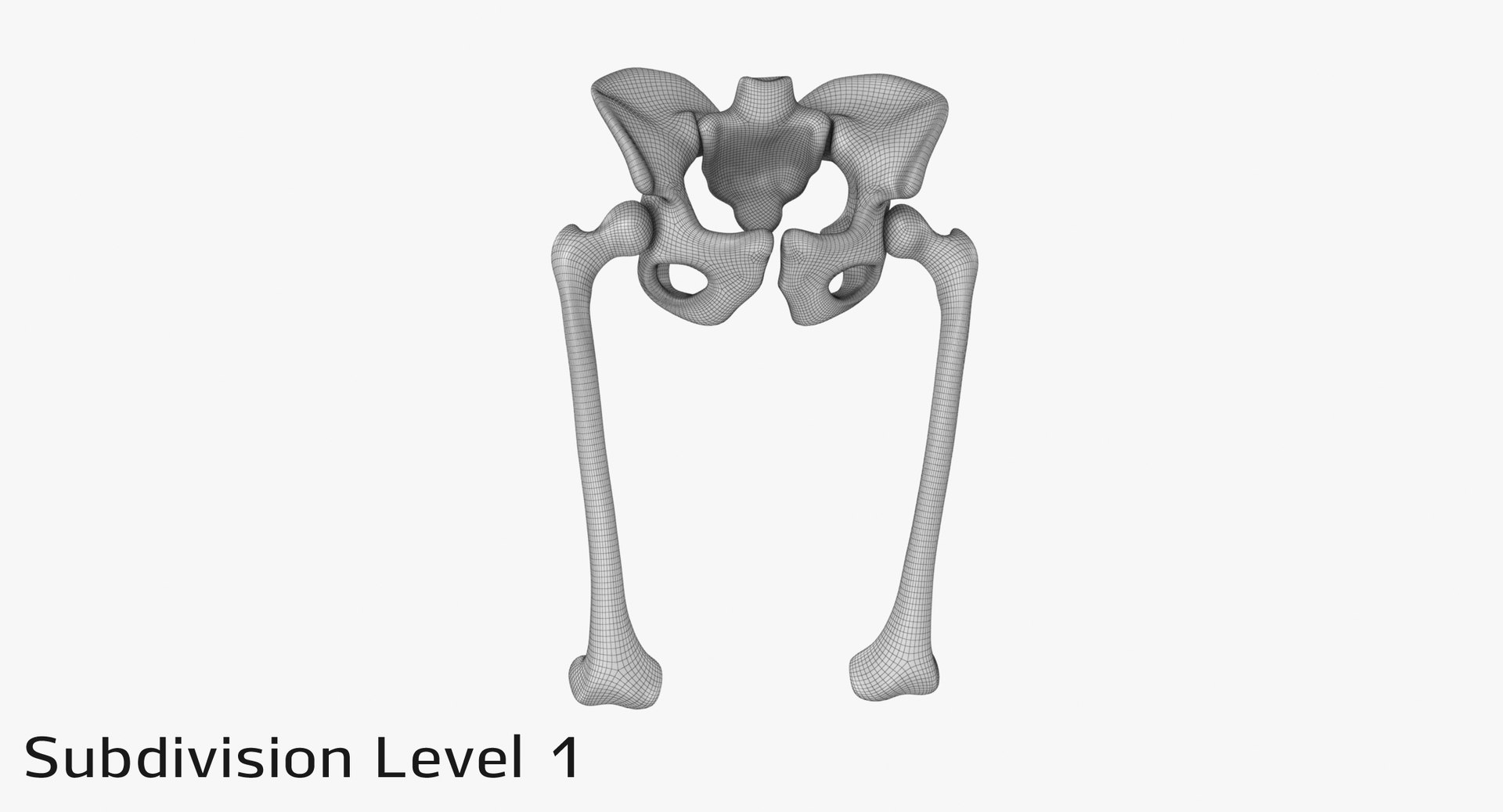 pelvis bones 3D model https://p.turbosquid.com/ts-thumb/Qt/TZhDJE/Yf32lwGC/pevis_subd10001/jpg/1538597022/1920x1080/fit_q87/a3c78e3971d6632799efc4089e27eedb4cee76e3/pevis_subd10001.jpg