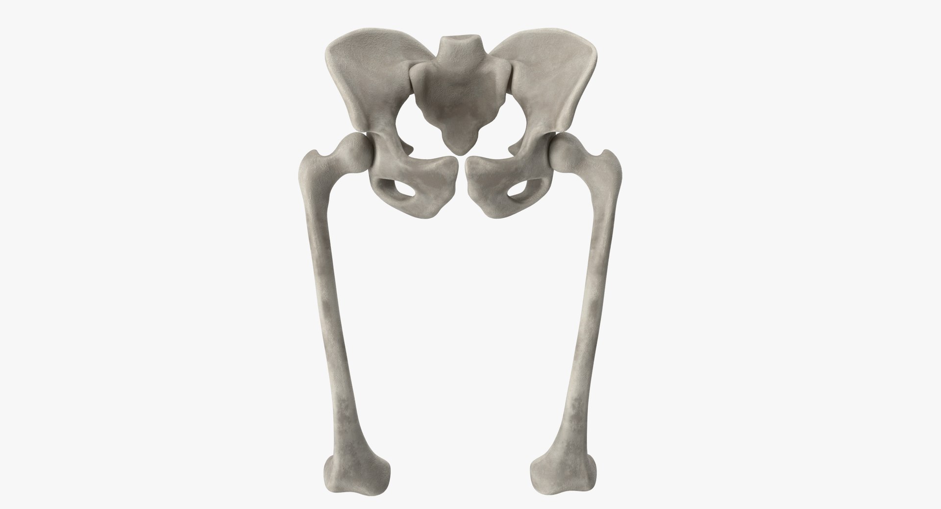pelvis bones 3D model https://p.turbosquid.com/ts-thumb/Qt/TZhDJE/dSkrp8fS/pelvis0000/jpg/1538596806/1920x1080/fit_q87/6f9662a57c4ddb28222e13c2c33f6b41b4cdc638/pelvis0000.jpg