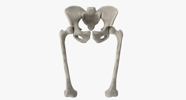 Pelvis Bones 3d Model - Turbosquid 1333372