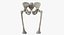 The Pelvis Bones