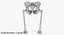 The Pelvis Bones