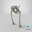 The Pelvis Bones