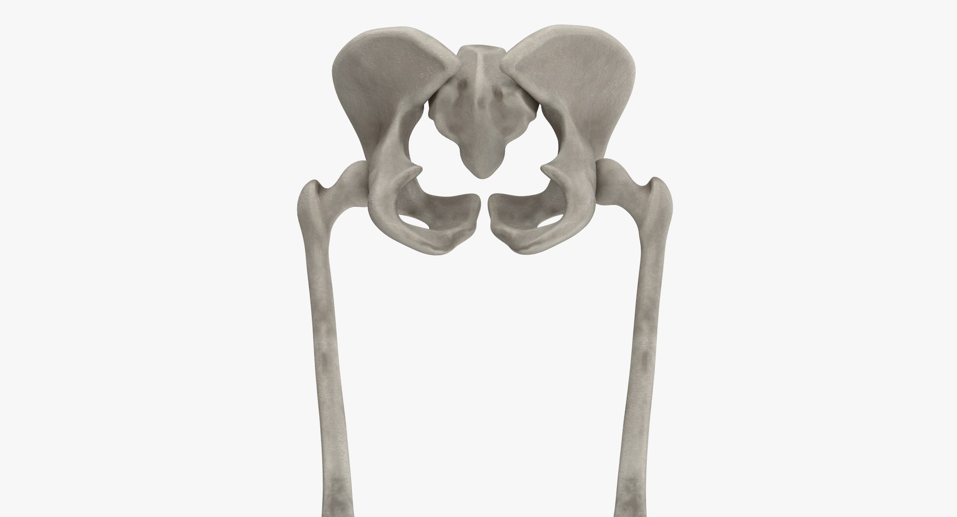 Pelvis Bones 3D Model - TurboSquid 1333372