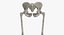 The Pelvis Bones