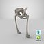 The Pelvis Bones