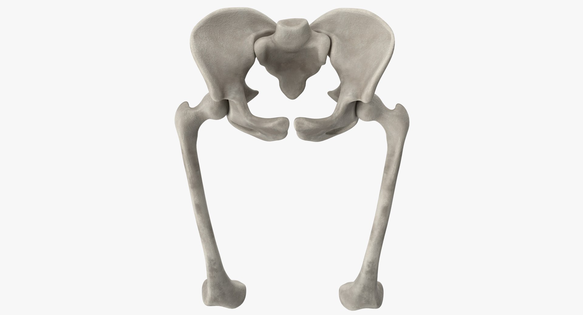 Pelvis Bones 3D Model - TurboSquid 1333372