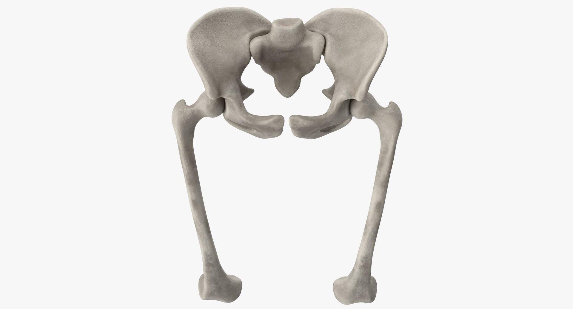 Pelvis bones 3D model - TurboSquid 1333372