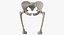 The Pelvis Bones