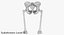The Pelvis Bones
