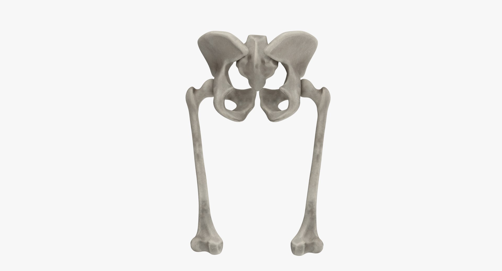 Pelvis Bones 3D Model - TurboSquid 1333372