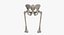 The Pelvis Bones