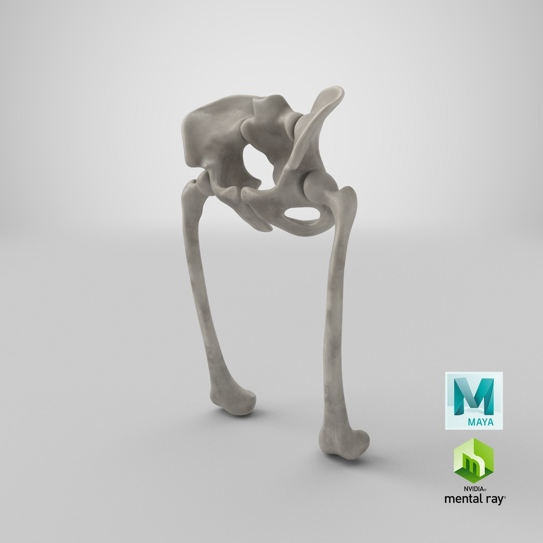 pelvis bones 3D model https://p.turbosquid.com/ts-thumb/Qt/TZhDJE/uPpqe3KI/stemcell_maya_mental_ray_render/png/1538761280/1920x1080/fit_q87/72f974507d3f9afb9469990fcc968044391123cb/stemcell_maya_mental_ray_render.jpg