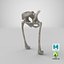 The Pelvis Bones