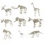 Animal Skeleton 9 in 1