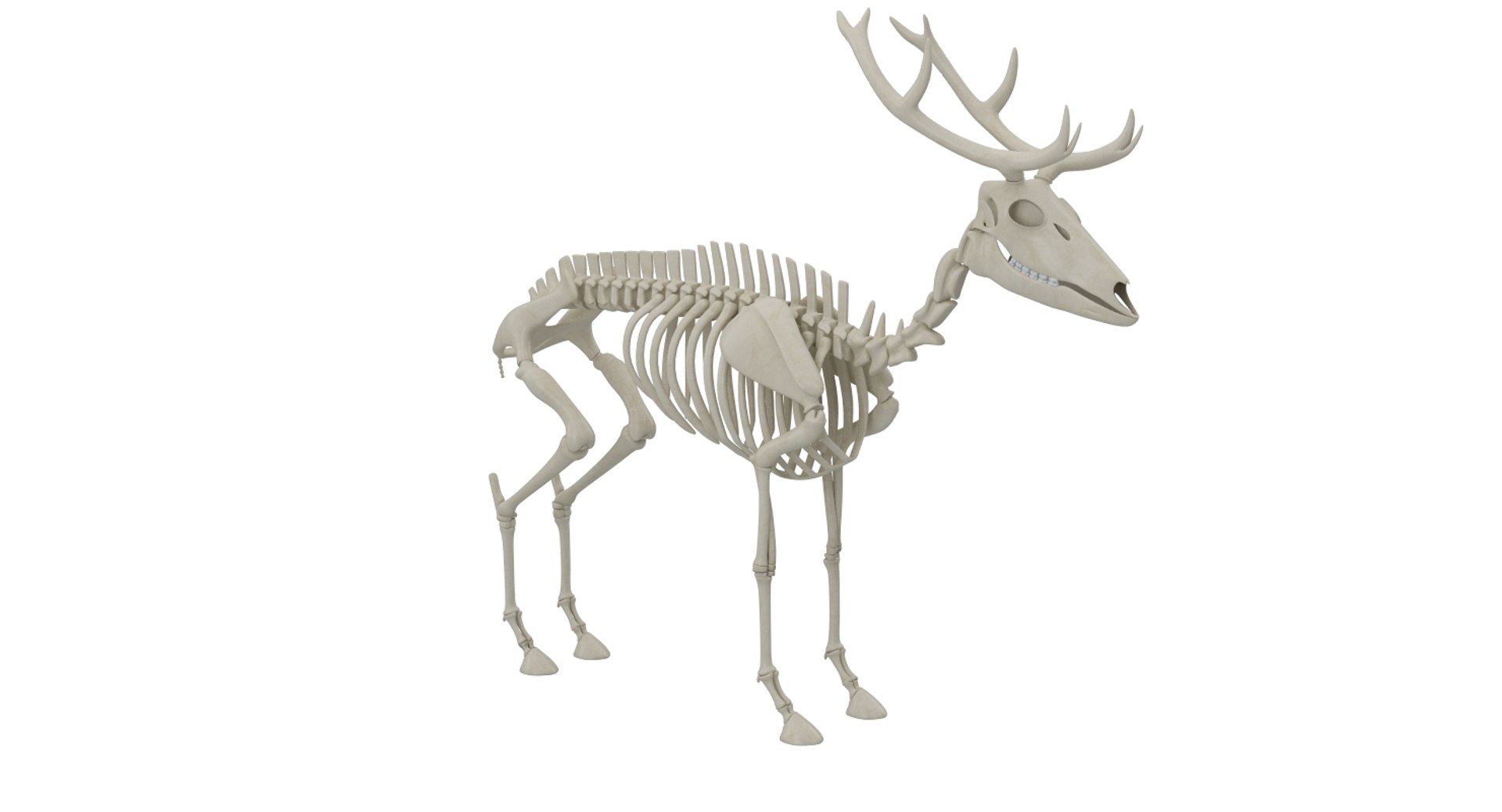 3D 9 armadillo bison https://p.turbosquid.com/ts-thumb/Qt/bouK5S/1X/08/png/1667381893/1920x1080/fit_q87/f15bb54ab92c2e70e293ee7c5d5ee6168cf163af/08.jpg