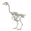 Animal Skeleton 9 in 1