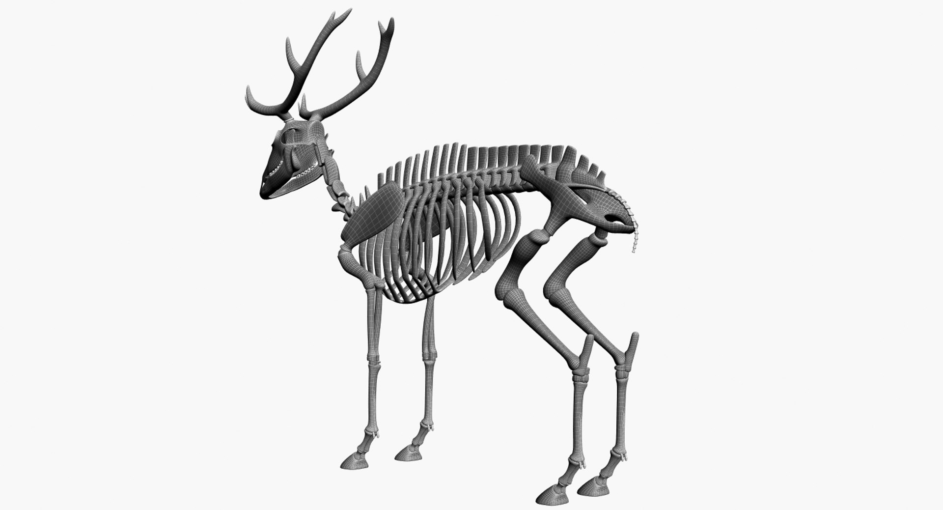 3D 9 armadillo bison https://p.turbosquid.com/ts-thumb/Qt/bouK5S/6g/h4/jpg/1667381965/1920x1080/fit_q87/f2e81158664136548c66033de2af3b66d4df29de/h4.jpg