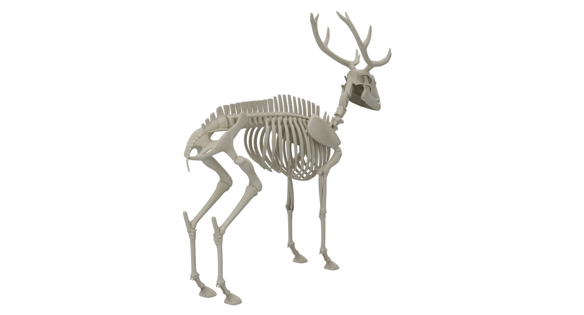 3D 9 armadillo bison https://p.turbosquid.com/ts-thumb/Qt/bouK5S/AL/1004/png/1667381942/1920x1080/fit_q87/4cde6c4270da6c06739a45f44269260c5ee57dd0/1004.jpg