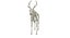 Animal Skeleton 9 in 1